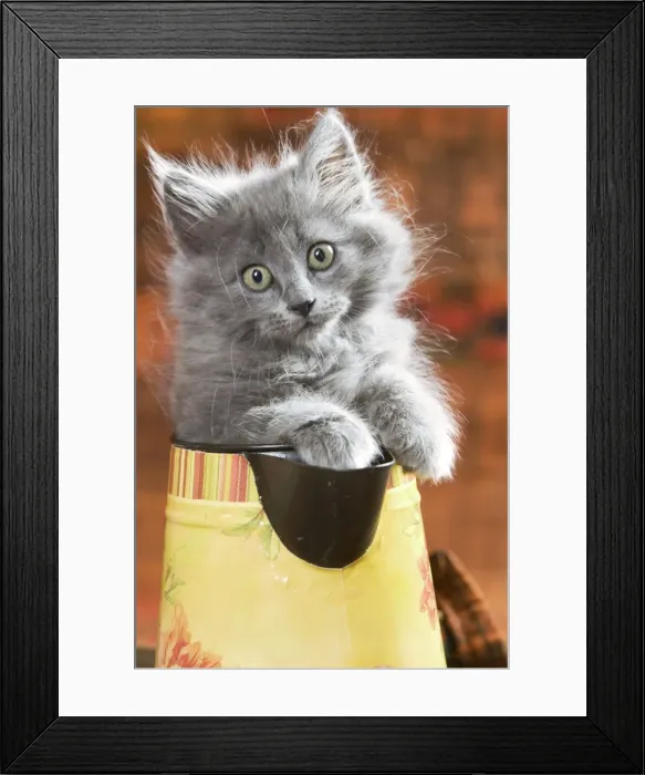 Framed Print : Cat - Grey kitten in water jug Framed Print : Cat - Grey kitten in water jug
