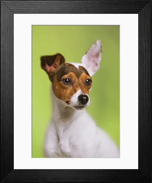 Framed Print : Dog - Jack Russell Terrier - in studio Framed Print : Dog - Jack Russell Terrier - in studio
