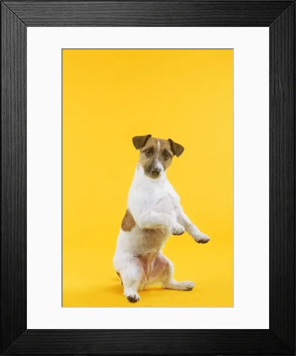 Framed Print : Dog - Jack Russell Terrier - in studio sitting on hind legs Framed Print : Dog - Jack Russell Terrier - in studio sitting on hind legs