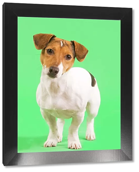 Dog - Jack Russell Terrier - in studio