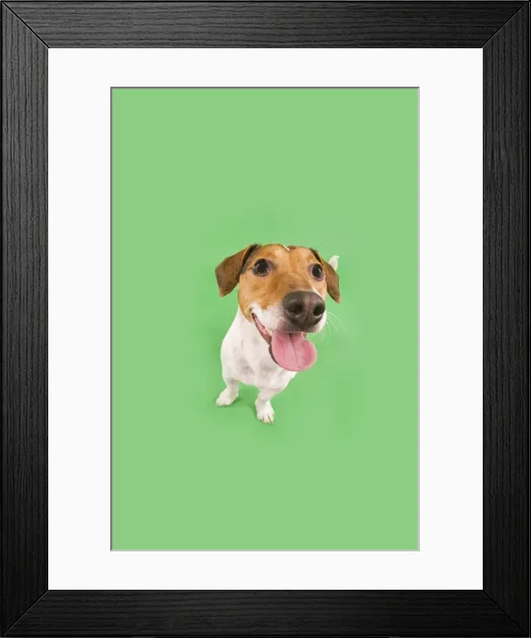 Framed Print : Dog - Jack Russell Terrier - in studio fish-eye lense Framed Print : Dog - Jack Russell Terrier - in studio fish-eye lense
