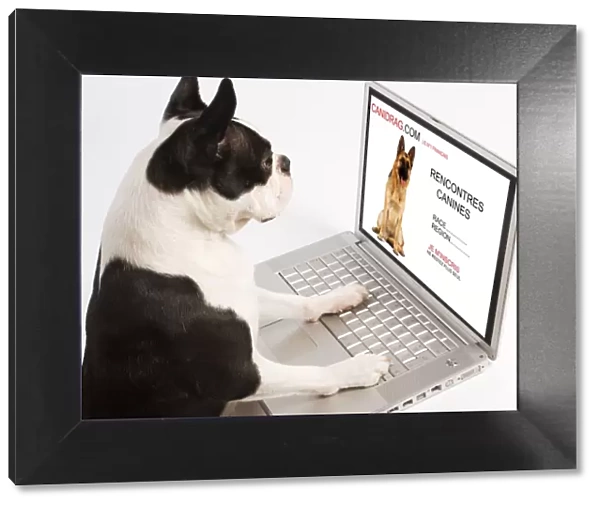 Dog - Boston Terrier looking at laptop
