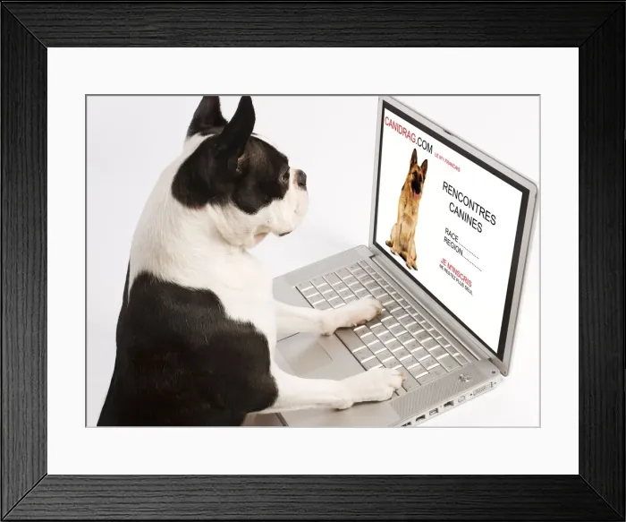 Framed Print : Dog - Boston Terrier looking at laptop Framed Print : Dog - Boston Terrier looking at laptop