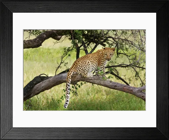 Framed Print : Leopard - in tree. Africa Framed Print : Leopard - in tree. Africa