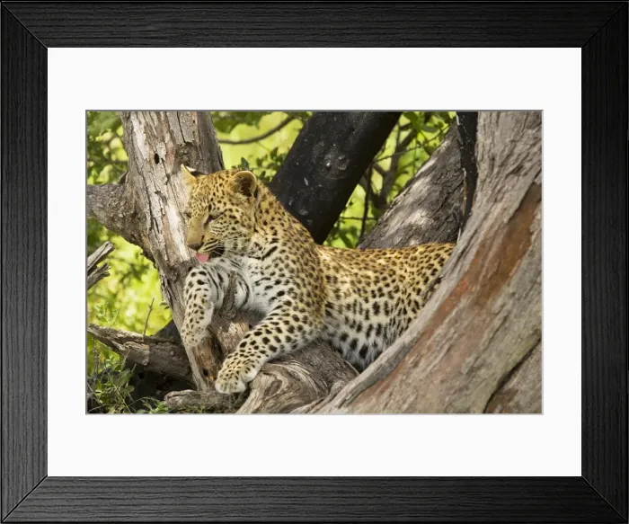 Framed Print : Leopard - young, 4 months old in tree. Africa Framed Print : Leopard - young, 4 months old in tree. Africa