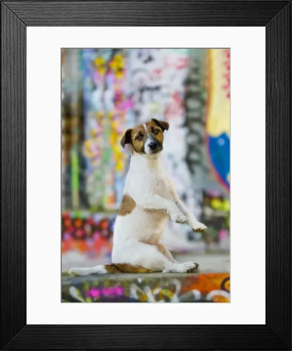 Framed Print : Dog - Jack Russell Terrier sitting on hind legs Framed Print : Dog - Jack Russell Terrier sitting on hind legs