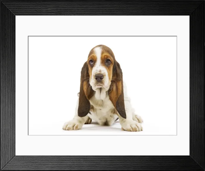 Framed Print : Dog - Basset Hound in studio Framed Print : Dog - Basset Hound in studio