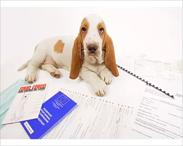 Dog - Basset Hound in studio with documentation including passport & vaccination records