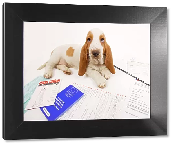 Dog - Basset Hound in studio with documentation including passport & vaccination records
