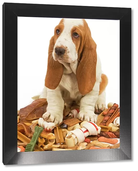Dog - Basset Hound in studio sitting on a pile of dog treats  /  bones  / chews