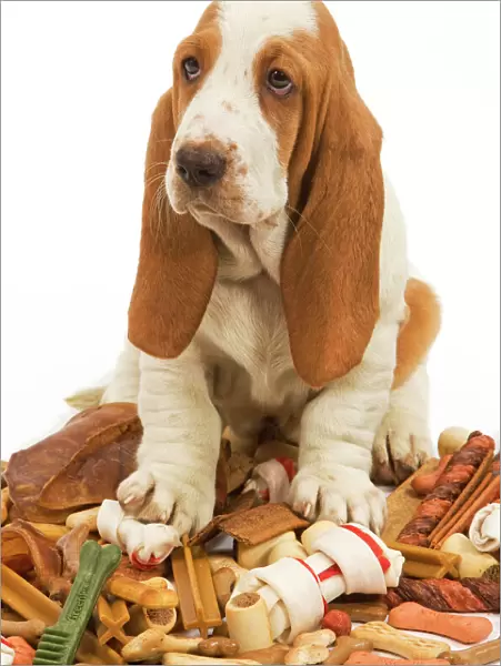 Dog - Basset Hound in studio sitting on a pile of dog treats  /  bones  / chews