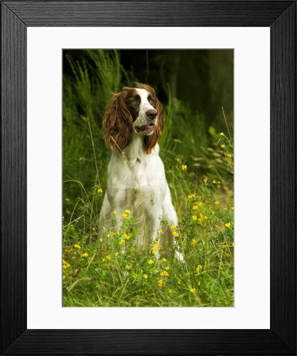 Framed Print : Dog - Epagneul Francais - sitting amongst flowers. Also known as French Spaniel Framed Print : Dog - Epagneul Francais - sitting amongst flowers. Also known as French Spaniel