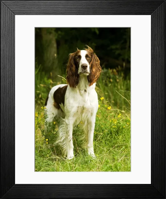 Framed Print : Dog - Epagneul Francais - standing amongst flowers. Also known as French Spaniel