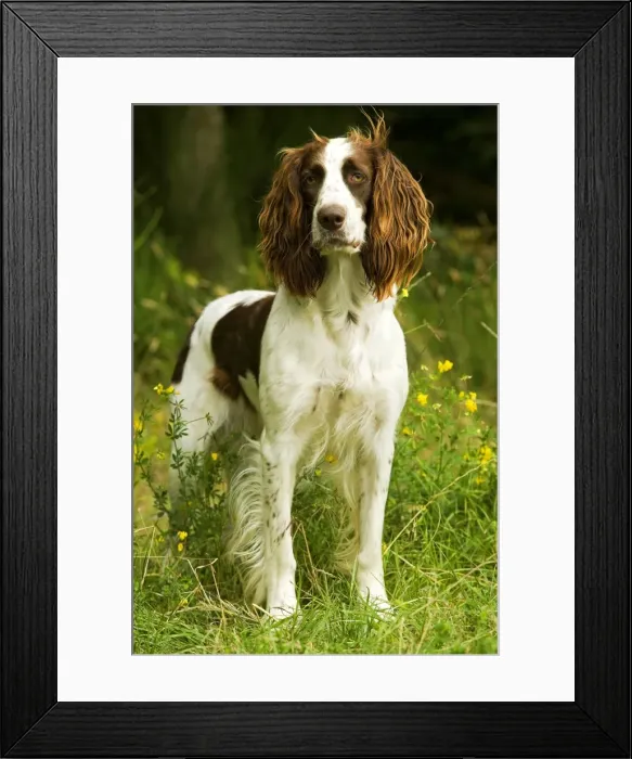 Framed Print : Dog - Epagneul Francais - standing amongst flowers. Also known as French Spaniel Framed Print : Dog - Epagneul Francais - standing amongst flowers. Also known as French Spaniel