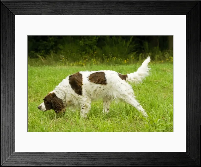 Framed Print : Dog - Epagneul Francais - scenting. Also known as French Spaniel Framed Print : Dog - Epagneul Francais - scenting. Also known as French Spaniel