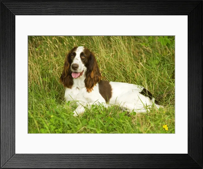 Framed Print : Dog - Epagneul Francais - lying amongst grass. Also known as French Spaniel