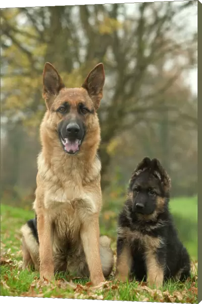 Dog - German Shepherd  /  Alsatian - Adult sitting down with pup