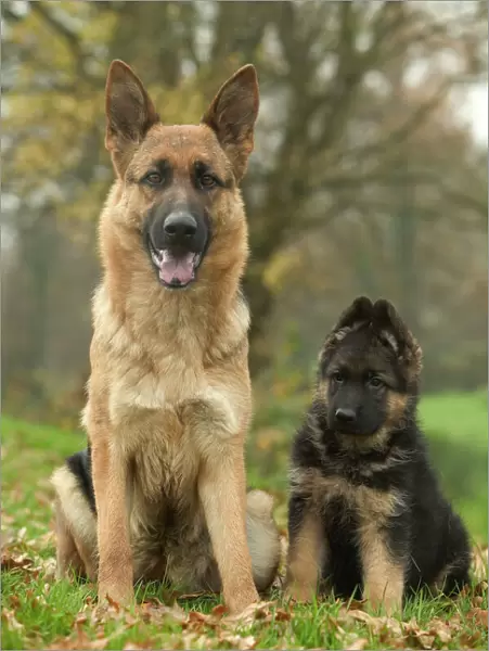 Dog - German Shepherd  /  Alsatian - Adult sitting down with pup
