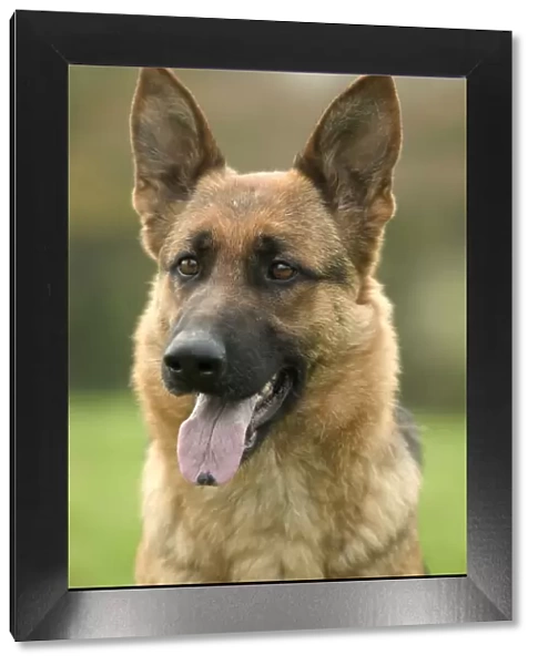 Dog - German Shepherd  /  Alsatian - With tongue sticking out
