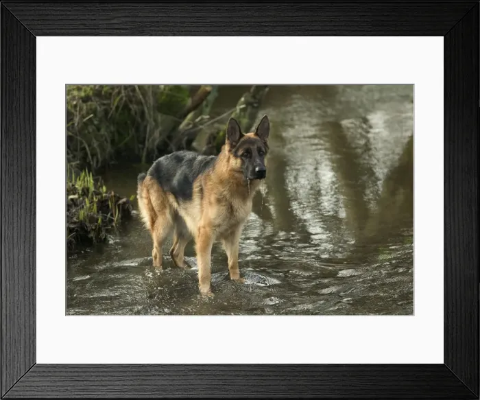 Framed Print : Dog - German Shepherd / Alsatian - In river Framed Print : Dog - German Shepherd / Alsatian - In river