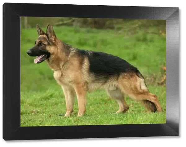 Dog - German Shepherd  /  Alsatian - In field