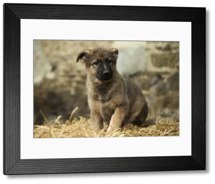 Framed Print : Dog - German Shepherd / Alsatian - Puppy Framed Print : Dog - German Shepherd / Alsatian - Puppy