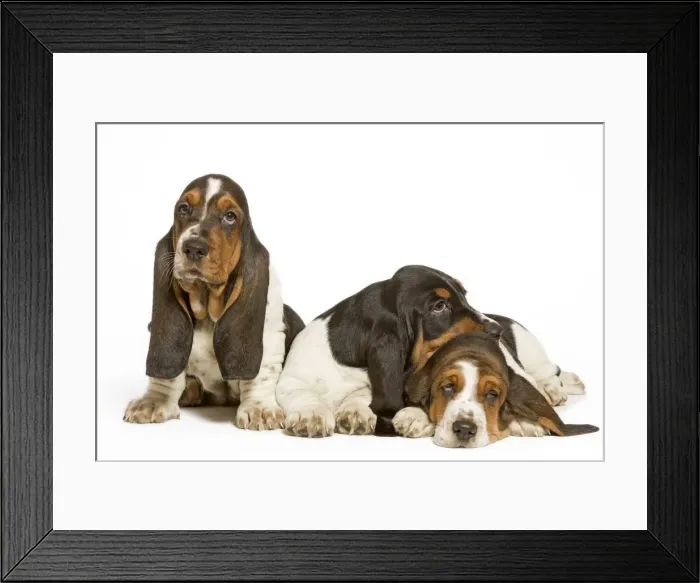 Framed Print : Dog - three Basset Hounds in studio Framed Print : Dog - three Basset Hounds in studio