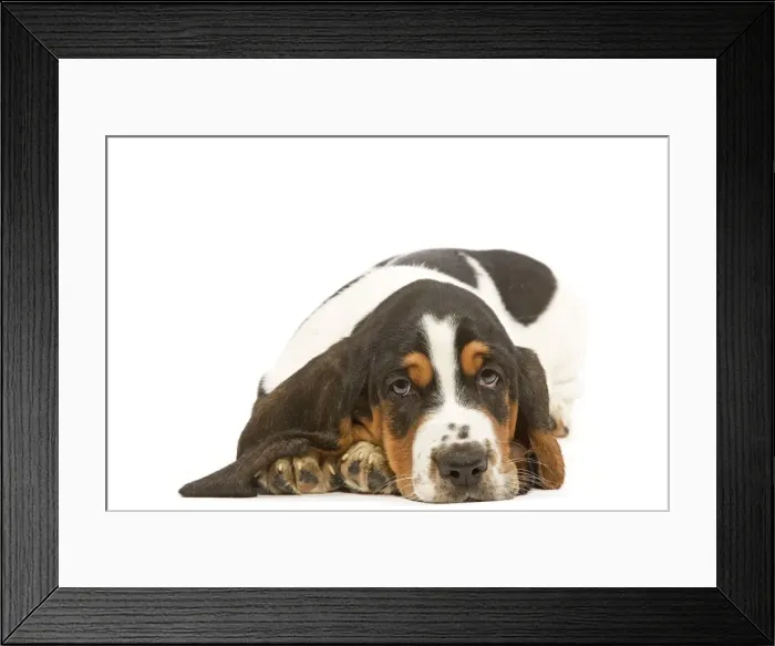 Framed Print : Dog - Basset Hound in studio Framed Print : Dog - Basset Hound in studio