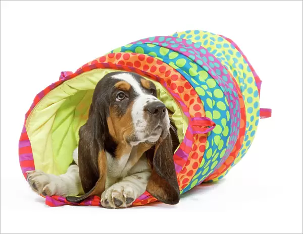 Dog - Basset Hound in studio in brightly coloured bed