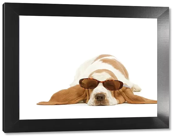 Dog - Basset Hound in studio wearing sunglasses