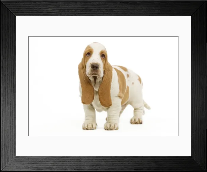 Framed Print : Dog - Basset Hound in studio Framed Print : Dog - Basset Hound in studio
