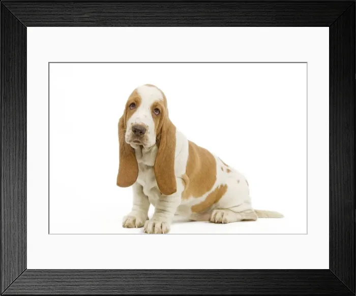 Framed Print : Dog - Basset Hound in studio Framed Print : Dog - Basset Hound in studio