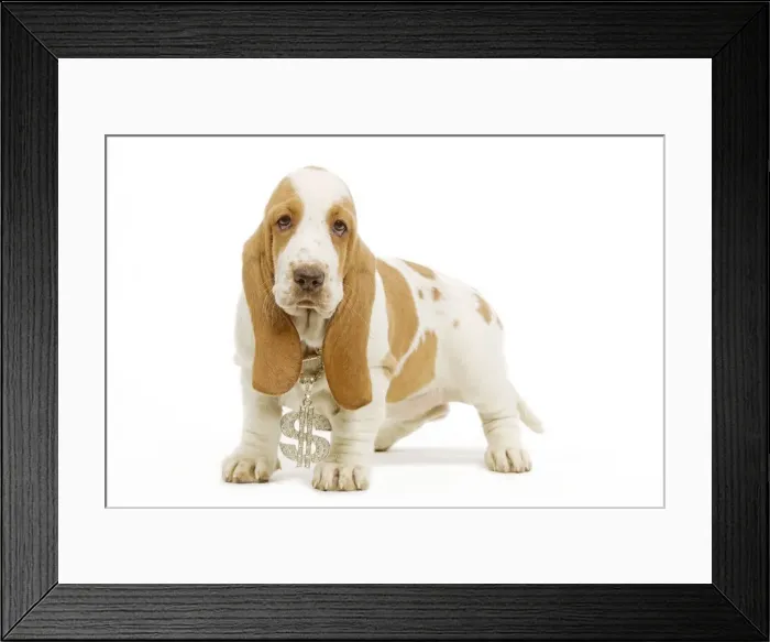 Framed Print : Dog - Basset Hound standing in studio wearing dollar sign necklace