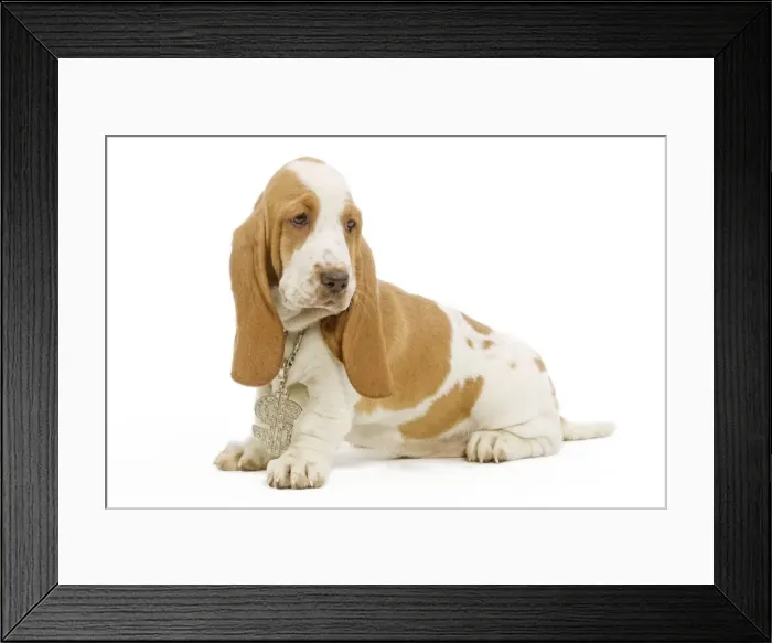 Framed Print : Dog - Basset Hound sitting in studio wearing dollar sign necklace Framed Print : Dog - Basset Hound sitting in studio wearing dollar sign necklace
