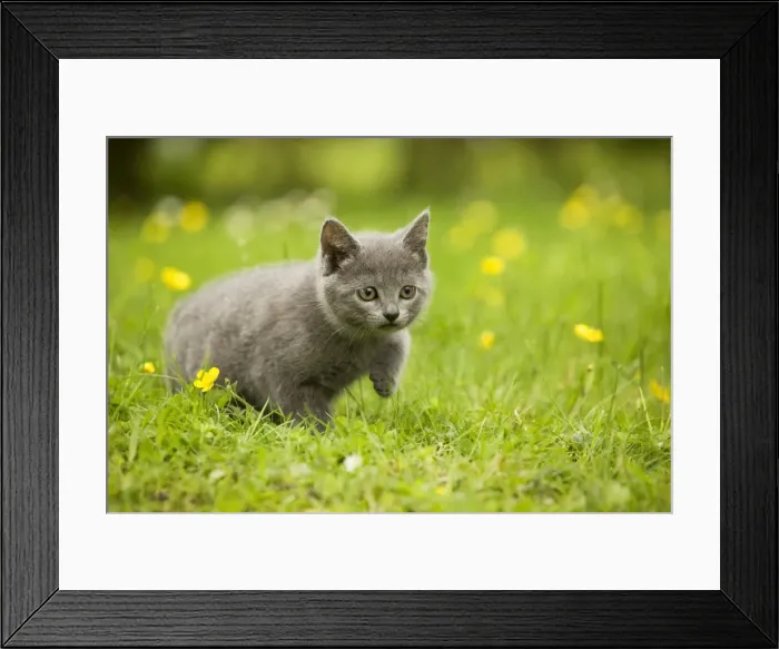 Framed Print : Cat - Chartreux kitten stalking Framed Print : Cat - Chartreux kitten stalking
