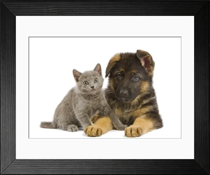 Framed Print : Cat - Chartreux kitten with German Shephern / Alsatian puppy Framed Print : Cat - Chartreux kitten with German Shephern / Alsatian puppy