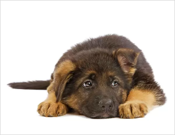 Dog - German Shephern  /  Alsatian puppy