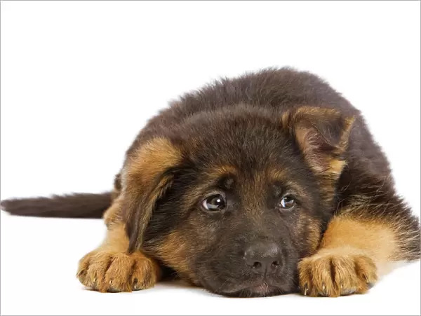 Dog - German Shephern  /  Alsatian puppy