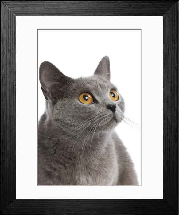 Framed Print : Cat - Chartreux in studio Framed Print : Cat - Chartreux in studio