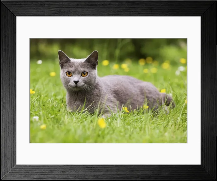 Framed Print : Cat - Chartreux in garden Framed Print : Cat - Chartreux in garden