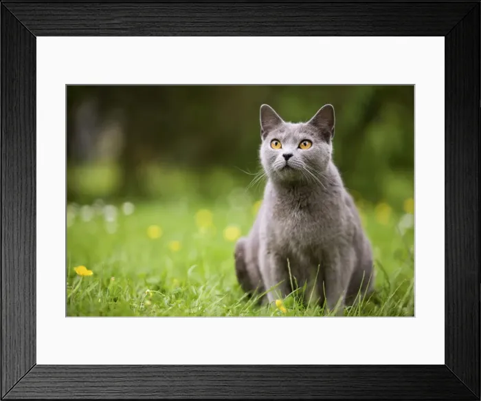 Framed Print : Cat - Chartreux in garden Framed Print : Cat - Chartreux in garden
