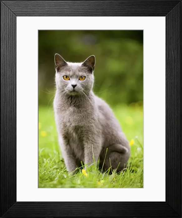 Framed Print : Cat - Chartreux in garden Framed Print : Cat - Chartreux in garden