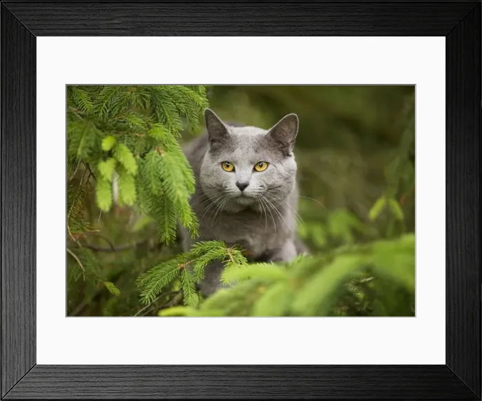 Framed Print : Cat - Chartreux in garden