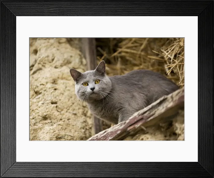 Framed Print : Cat - Chartreux looking out of barn Framed Print : Cat - Chartreux looking out of barn