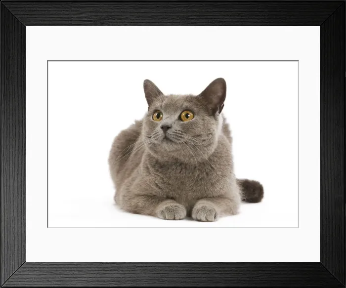 Framed Print : Cat - Chartreux in studio Framed Print : Cat - Chartreux in studio