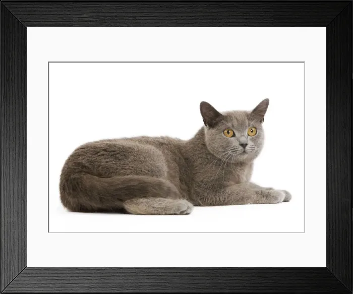 Framed Print : Cat - Chartreux in studio Framed Print : Cat - Chartreux in studio