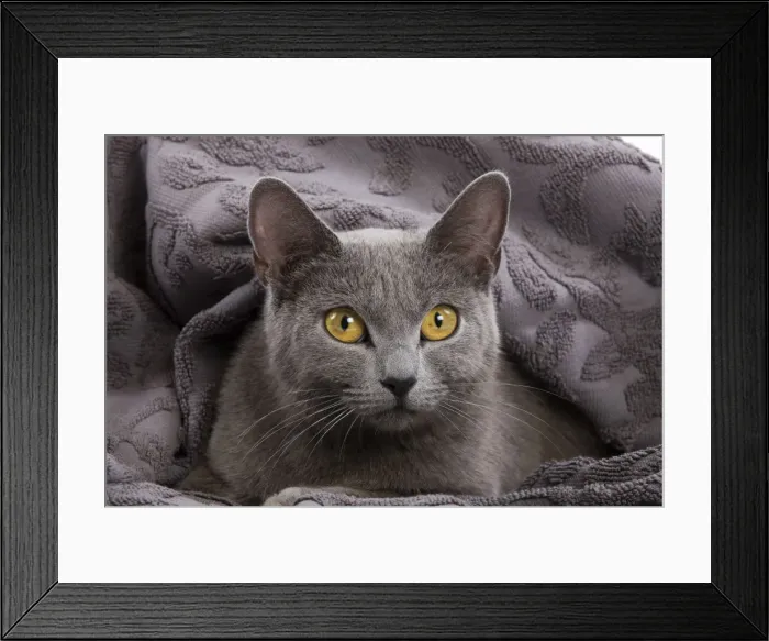 Framed Print : Cat - Chartreux lying in blanket Framed Print : Cat - Chartreux lying in blanket