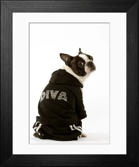 Framed Print : Dog - Boston Terrier sitting down wearing hooded Diva sweatshirt Framed Print : Dog - Boston Terrier sitting down wearing hooded Diva sweatshirt