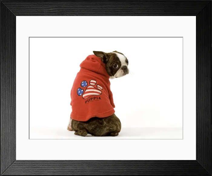 Framed Print : Dog - Boston Terrier sitting down wearing hooded sweatshirt Framed Print : Dog - Boston Terrier sitting down wearing hooded sweatshirt