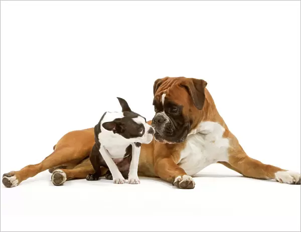 Dog - Boston Terrier and Boxer sniffing each other in studio